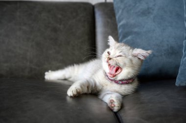 Güzel bir yüzü ve iyi bir soyağacı olan gümüş renkli İngiliz kedi yavrusu. Evdeki koyu gri kanepede uyumak ve esnemek.