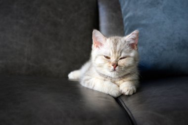 İngiliz kısa hava kedicikleri, gümüş grisinin gölgeleri, evdeki koyu gri kanepede uzanan, gözlerini kapatan, güzel güzel yüzlü ve güzel soylu.