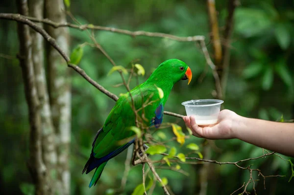 Human Hand Holding Feed Plastic Cup Feeding Beautiful Colored Parrots — Stock Photo, Image