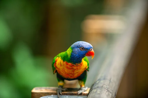 Colorful Parrot Bird Standing Wooden Balcony Zoo Forest Background Blurred — Stock Photo, Image