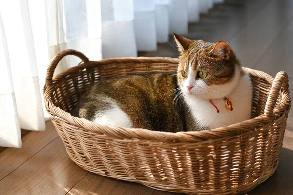 Erkek İskoç katlı beyaz çizgili, üç renkli, sepetin içinde sabah yatarken, ışık camdan içeri doğru parlıyordu..