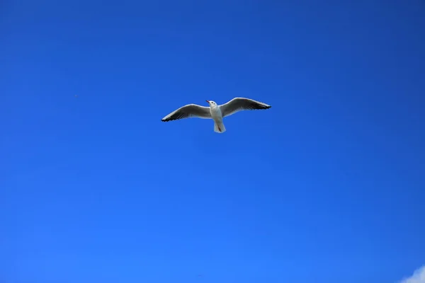 Única Gaivota Espalhando Suas Asas Voando Céu Durante Dia — Fotografia de Stock