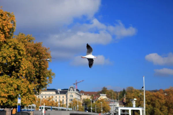 Single Seagull Spreading Its Wings Flying Sky Day Time — Stock Photo, Image
