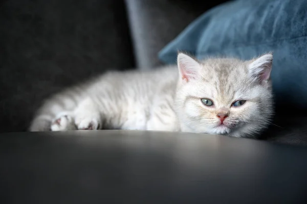 Bonito Britânico Shorthair Gatinho Lilás Tem Listras Brancas Deitado Sofá — Fotografia de Stock