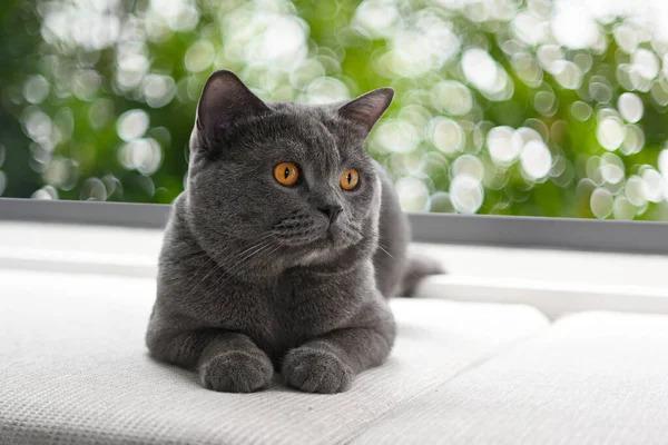 Британская Короткошерстная Кошка Сине Серый Цвет Оранжевыми Глазами Сядьте Расслабьтесь — стоковое фото