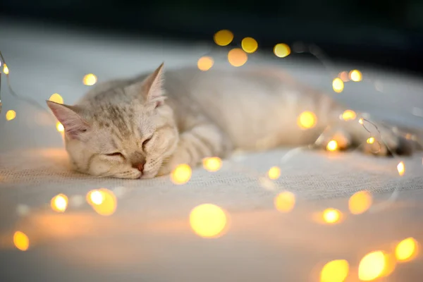 英国の短い髪の子猫の銀色は多くの小さなライトで飾られたベッドの上で寝ていた クリスマスのコンセプトで美しいボケを作成します — ストック写真