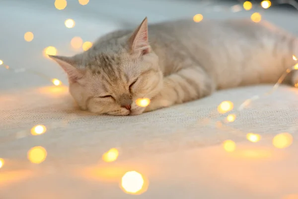 British Shorthair Kitten Silver Color Sleeping Bed Decorated Many Small — Stock Photo, Image