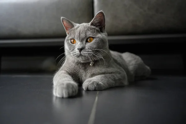 Gato Abreviação Britânico Cor Azul Cinza Com Olhos Cor Laranja — Fotografia de Stock
