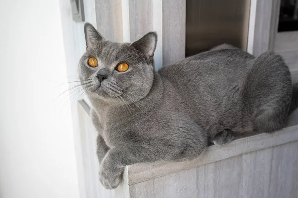 Britânico Shorthair Gato Azul Cinza Cor Laranja Olhos Raça Pura — Fotografia de Stock