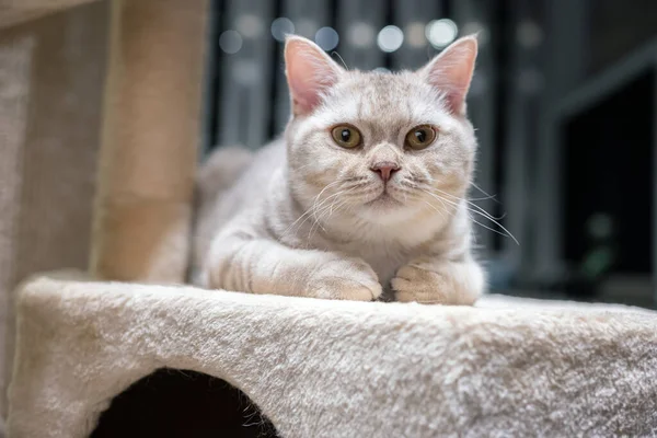 Британская Короткошерстная Кошка Серебристо Шоколадного Цвета Лежит Мягкой Кровати Заднем — стоковое фото