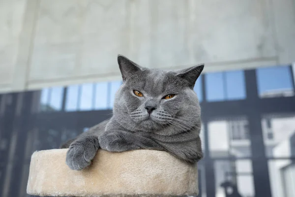 영국짧은 고양이 회색과 주황색 순수하고 아름다운 품종은 부드러운 매트리스 편안하게 — 스톡 사진