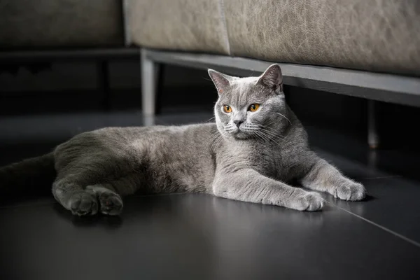 Britânico Raça Shorthair Cor Azul Cinza Olhos Alaranjados Sentado Descansando — Fotografia de Stock