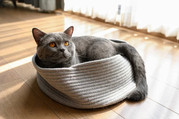 英国短毛猫 蓝灰色 有橙色的眼睛 灯光在猫的垫子上坐着休息 进入窗户 — 图库照片