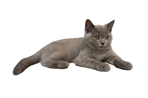 Gatto Stenografia Britannico Colore Blu Grigio Con Gli Occhi Arancioni — Foto Stock