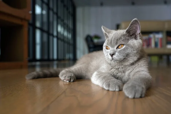 Gato Taquigrafía Británico Color Azul Gris Con Ojos Anaranjados Sentado — Foto de Stock