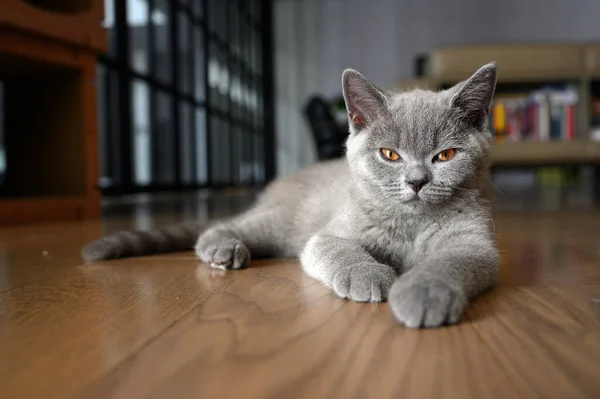 British Shorthair Cat Blue Gray Color Orange Eyes Sitting Resting — Stock Photo, Image