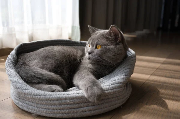 Kucing Bulu Pendek Inggris Warna Abu Abu Biru Dengan Mata — Stok Foto