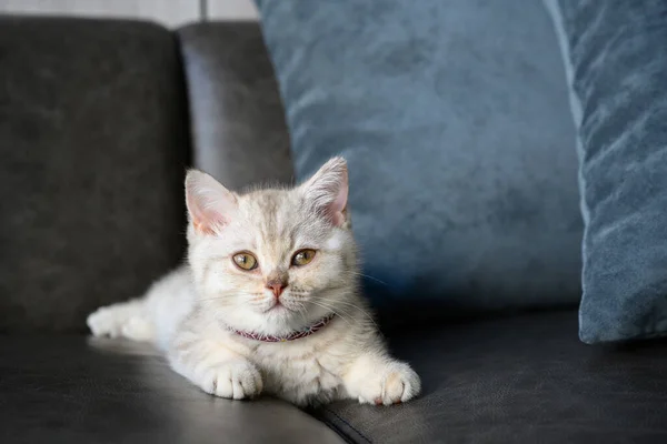 Britische Kurzhaarkatzen Silbergrau Liegen Auf Dem Dunkelgrauen Sofa Haus Hübsches — Stockfoto