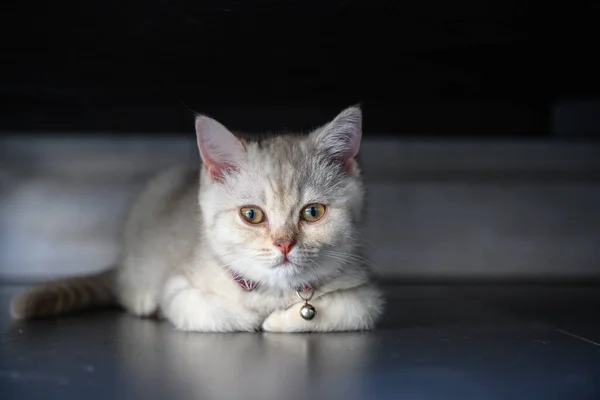 Silver Gray British Shorthair Kitten Beautiful Face Good Pedigree Lying — Stock Photo, Image