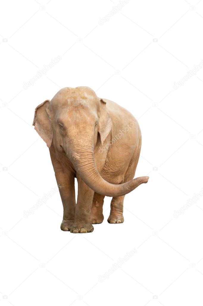White elephants on a white background with clipping path.
