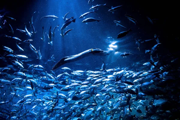 Гігантський Морай Gymnothorax Speanicus Плаває Великою Групою Риб Акваріумі Під — стокове фото