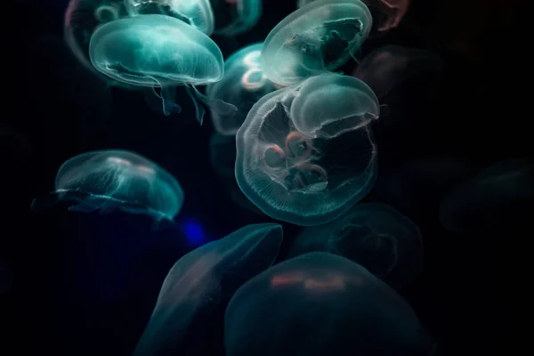 Размытие Используется Фона Абстрактного Изображения Многие Белые Медузы Плавают Покачиванием — стоковое фото
