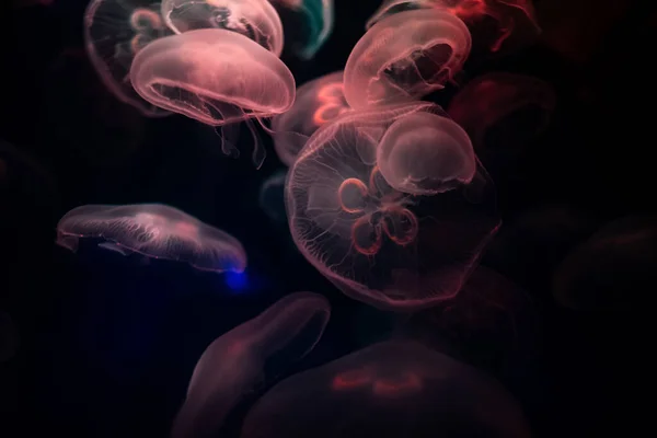 Размытие Используется Фона Абстрактного Изображения Многие Белые Медузы Плавают Покачиванием — стоковое фото