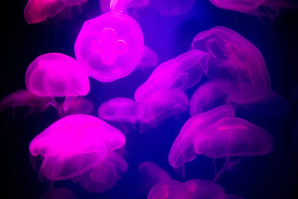 Blur Used Background Abstract Image Many White Jellyfish Swimming Swaying — Stock Photo, Image