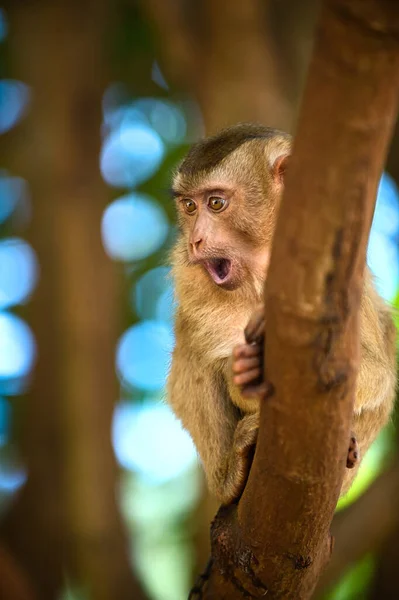 Una Scimmietta Arroccata Ramo Uno Sfondo Con Bokeh Grandi Occhi — Foto Stock