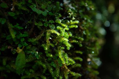 Ormandaki ağaçların üzerine tünemiş parlak yeşil yosunlar, arka planda güzel bokeh var, tonu taze ve parlak. Duvar kağıdı ya da arkaplan olarak kullan.