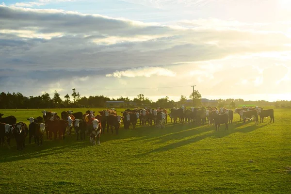 Hereford Runderen Staande Met Een Grote Kudde Groene Weiden Het — Stockfoto