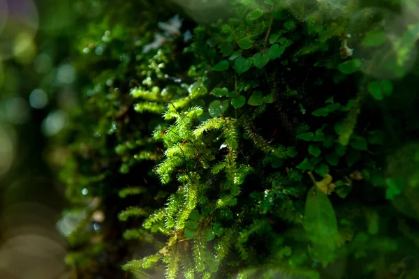 Brillante Musgo Verde Encaramado Los Árboles Bosque Fondo Tiene Hermoso — Foto de Stock
