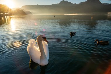 Beyaz kuğu kuşlarla birlikte sudadır, sabah altın güneş ışığı ılık bir atmosfer yaratır, arka plan dağdır ve sonbaharda Wolfgangsee Gölü, Avusturya 'da gökyüzü bulutludur.