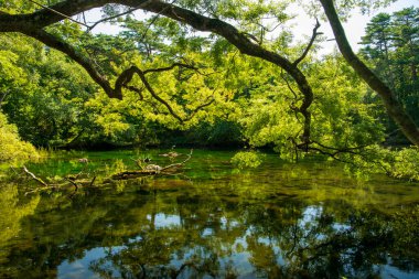 Goshikinuma Gölü 'nün panoramik manzarası Japonya' nın Fukushima şehrinde, temiz ve durgun suyu yansıtan dev dallar zümrüt yeşili sudaki ağaç ve kayaların kalıntılarına bakıyor..