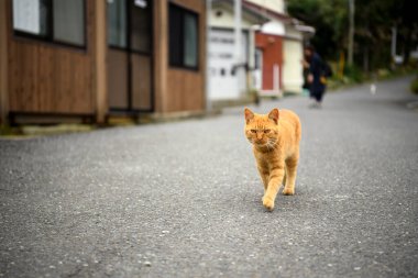 Japonya 'nın Miyagi ilindeki Tashirojima Adası' nda asfalt bir yolda yürüyen turuncu bir sokak kedisi. Burası ünlü bir turistik yerdir. Turistler oynamaya ve kedileri beslemeye gelir..