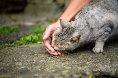 Turist bir el başıboş bir kediyi besliyor. Japonya 'nın Miyagi ilindeki Tashirojima Adası köyünde, burası ünlü bir turizm beldesi..