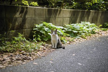 Japonya 'nın Miyagi ilinin Tashirojima Adası köyünde asfalt bir yolda oturan siyah beyaz çizgili bir kedi yavrusu ünlü bir turizm merkezidir. Turistler oynamaya ve kedileri beslemeye gelir..