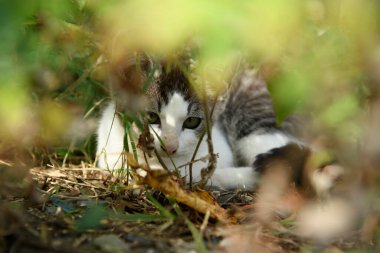 Çalıların arasında saklanan siyah beyaz çizgili bir kedi yavrusu. Dikkatlice ve huşu içinde, Japonya 'nın Miyagi Bölgesi' ndeki Tashirojima Adası 'na bakın. Burası ünlü bir turizm beldesi..
