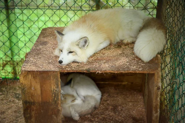 White fox Lying on a wooden box in the cage, he was sleepy and close to sleep, his face was bored. At the fox village Shiroishi City, Miyagi, Japan