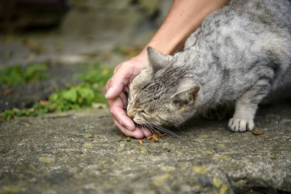 Una Mano Turista Está Alimentando Gato Callejero Pueblo Tashirojima Island Imagen de archivo