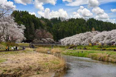 Fukushima, Japonya - 16 Nisan 2018: Japonya 'da küçük bir köyde çiçek açan kiraz ağaçlarıyla birlikte Natsui Kasabası' nda Hanami Festivali, kırsal ve nehir manzarası.