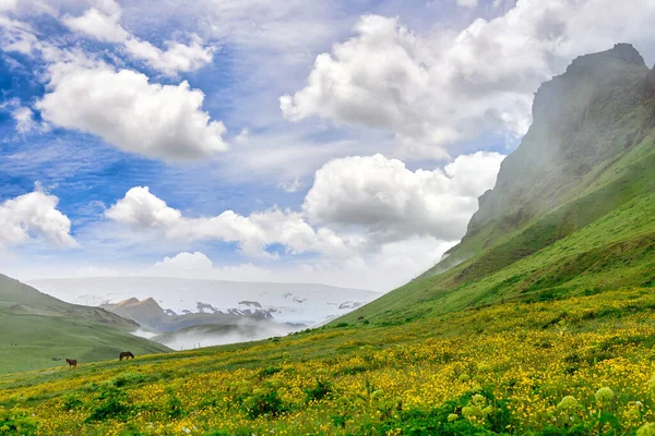 夏の朝の渓谷の風景と霧 緑のフィールドと黄色の野生の花の2頭の馬 アイスランドの小さな町の農村部の農場 新鮮でリラックスした雰囲気 — ストック写真