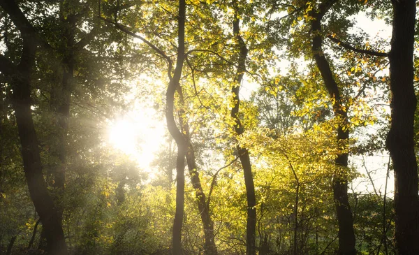 Sun light shining trough the trees in a beautiful forest in the Netherlands, beautiful gold colors in the Autumn — Stock Photo, Image