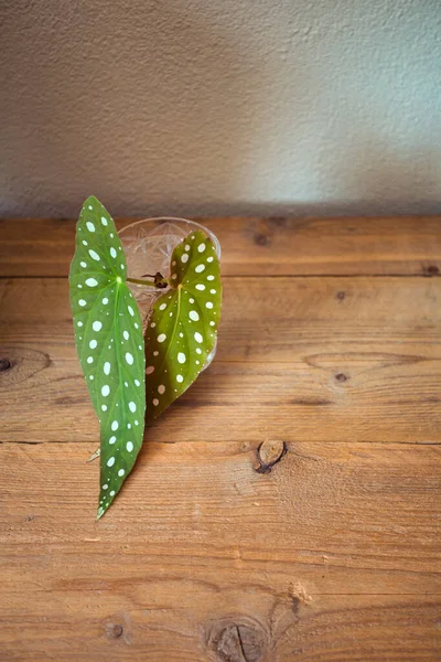 Latar Belakang Polka Dot Begonia, tanaman titik polka pada latar belakang konsep pabrik rak kayu Stok Gambar