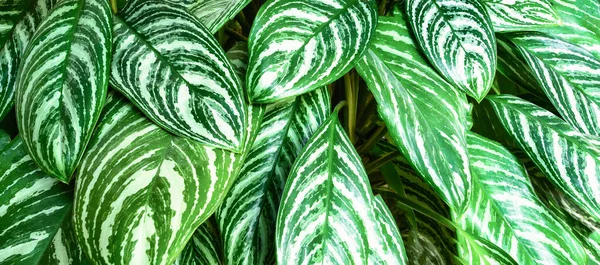 美しい熱帯緑の葉の背景色。自然のデザインにおける葉の質感の背景 — ストック写真