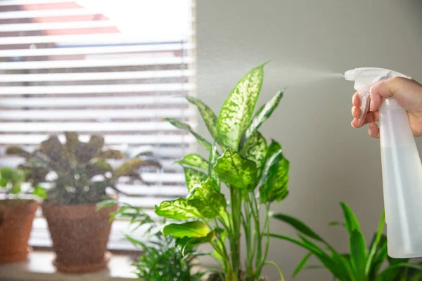 Female hand spraying water on indoor house plant on window sill with water spray bottle, take care of green house plants modern interior decoration — Stock Photo, Image