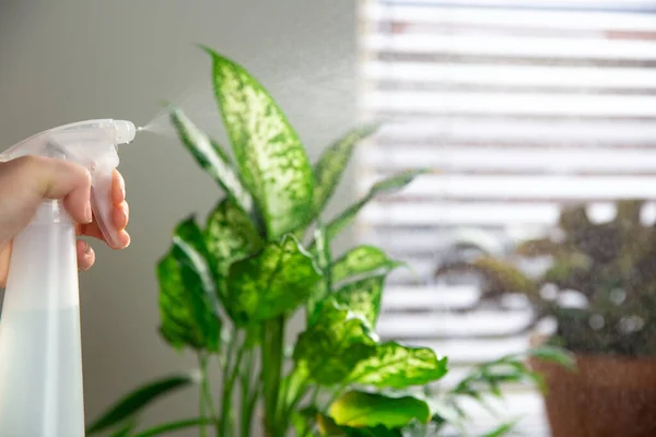 Tangan perempuan penyemprotan air di rumah indoor tanaman pada ambang jendela dengan botol semprotan air, merawat tanaman rumah hijau Dekorasi interior modern — Stok Foto