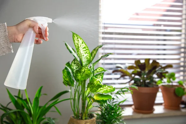 Tangan perempuan penyemprotan air di rumah indoor tanaman pada ambang jendela dengan botol semprotan air, merawat tanaman rumah hijau Dekorasi interior modern Stok Gambar Bebas Royalti