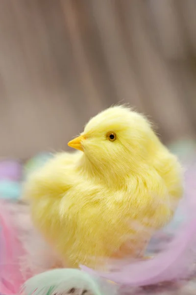 Cute baby animal, yellow chick with pastel feathers, concept for Easter holliday or spring season with pastel colored feathers close up funny concept
