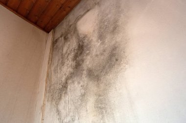 Köşedeki siyah küf, eski bina tavanı, su hasarı küf büyümesine neden olan, odada tehlikeli zehirli mantar, yenileme evi, kopyalama alanı gerekiyor.